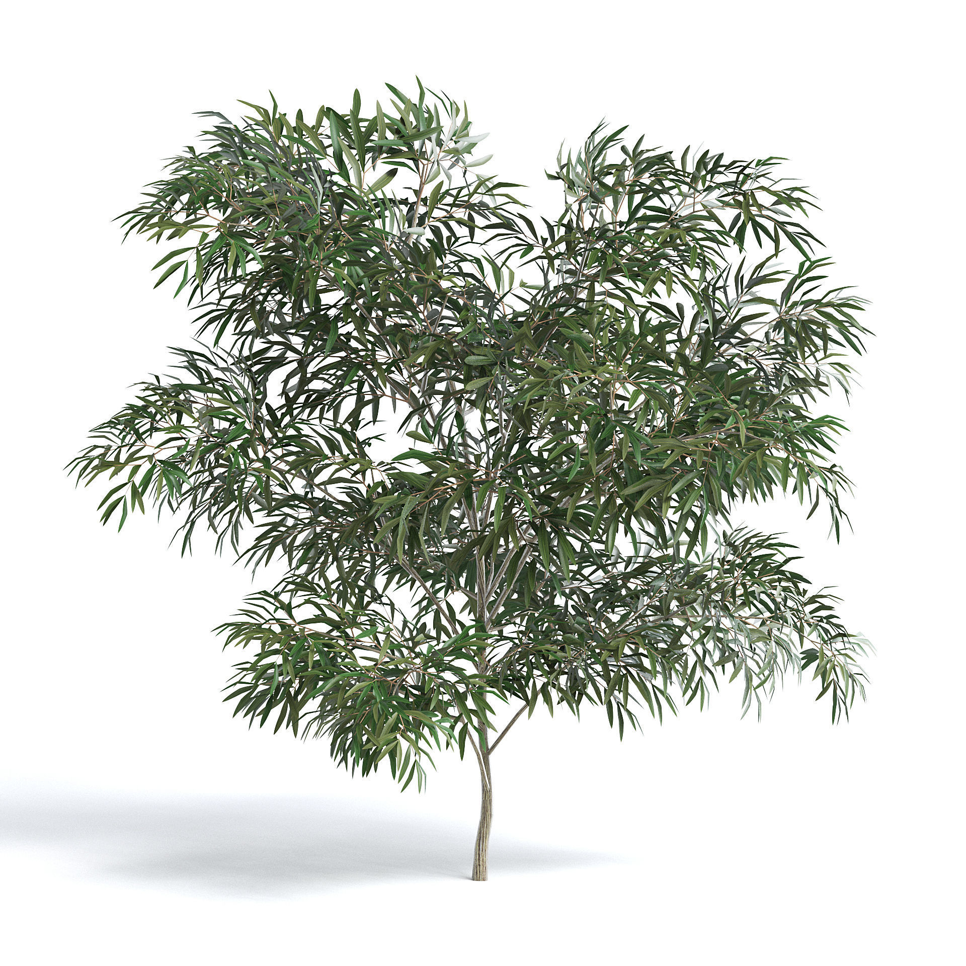 6 Olive Trees 3D model_13