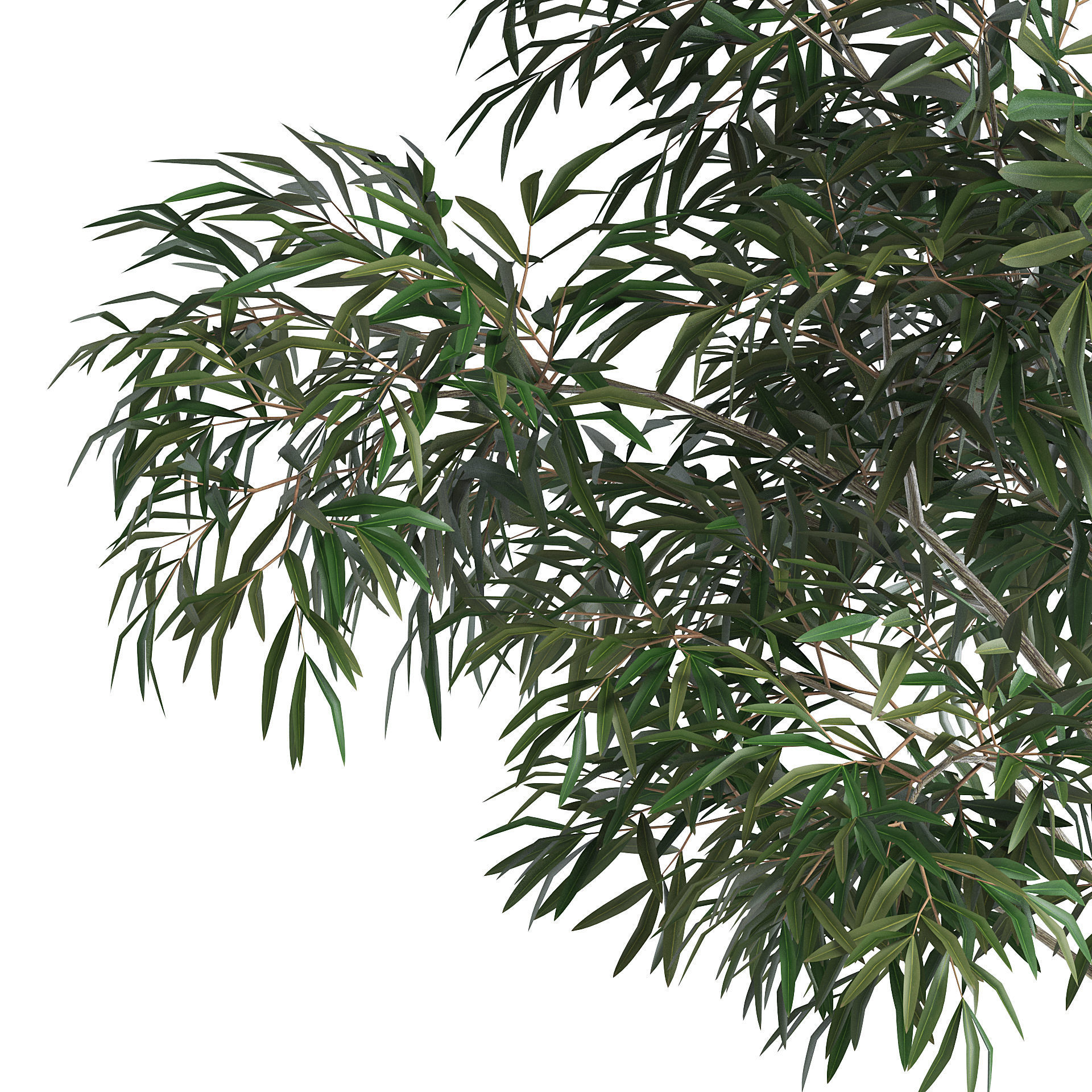 6 Olive Trees 3D model_12