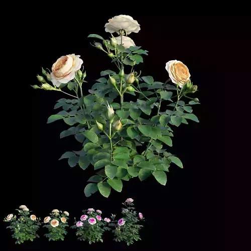 Queen Of Sweden Rose  02