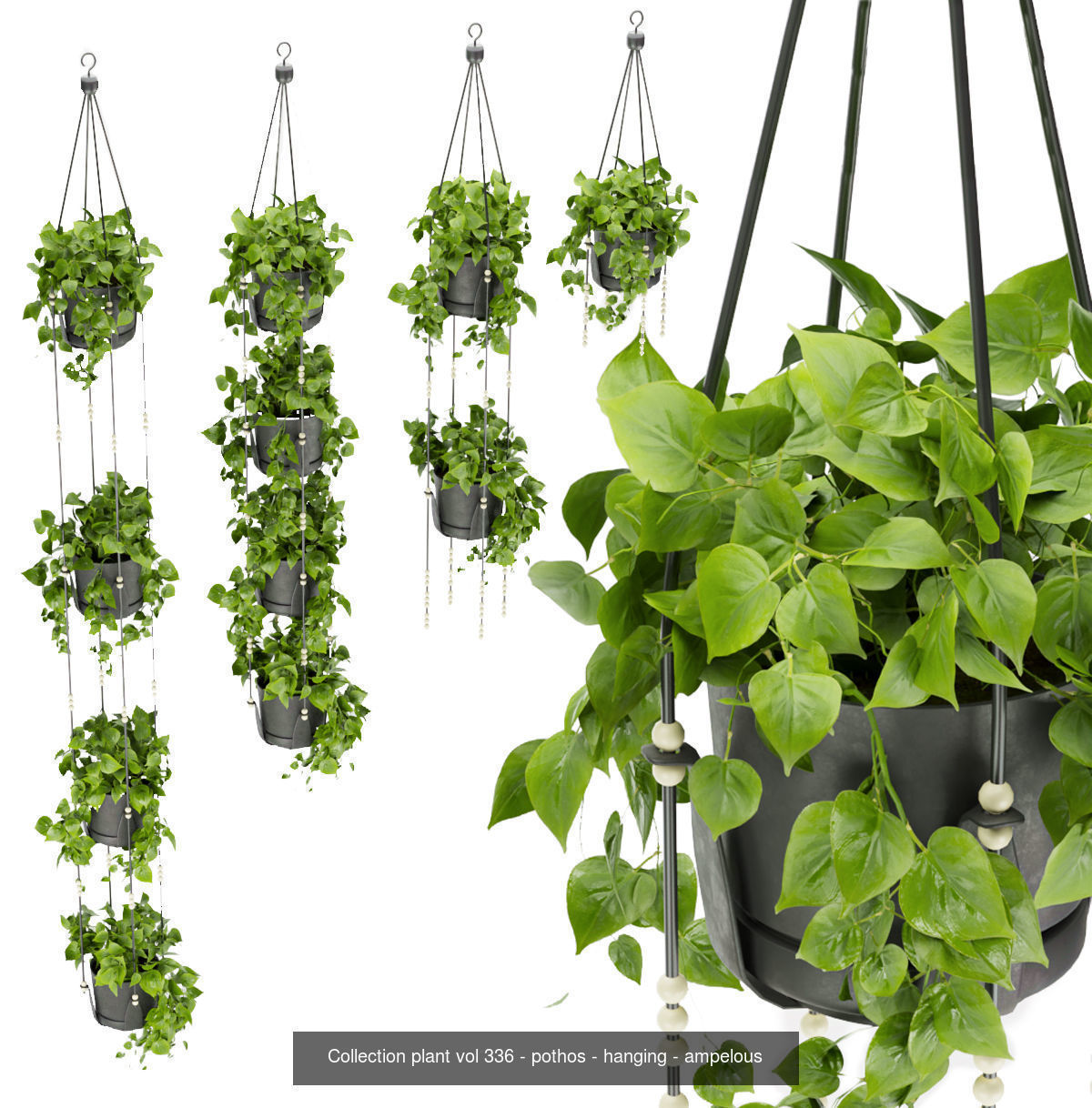 Collection plant vol 01 hanging - ampelous _5