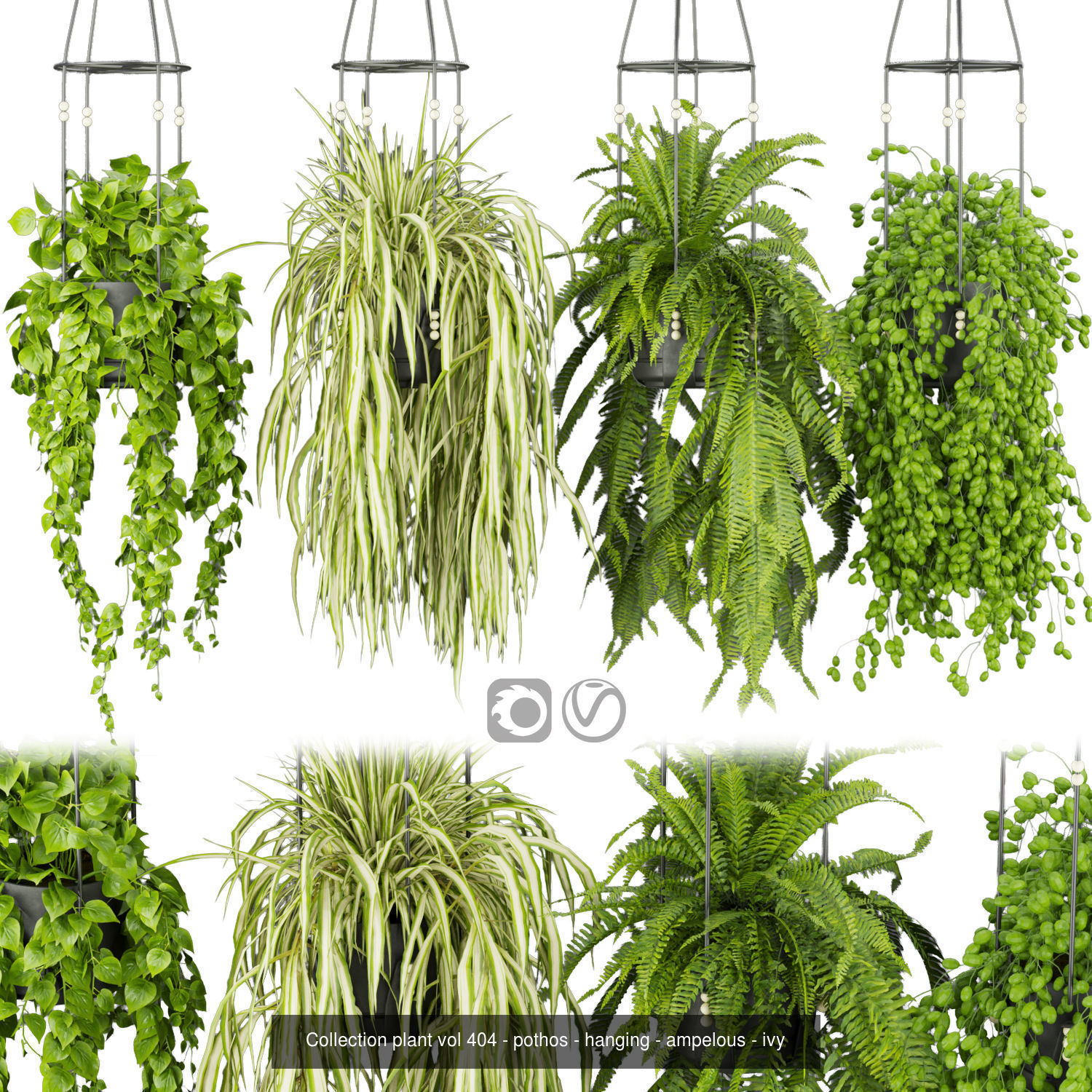 Collection plant vol 01 hanging - ampelous _6
