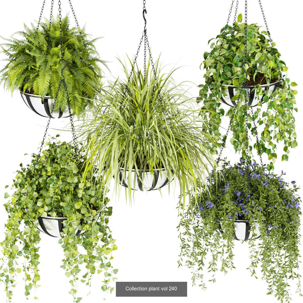 Collection plant vol 01 hanging - ampelous _3