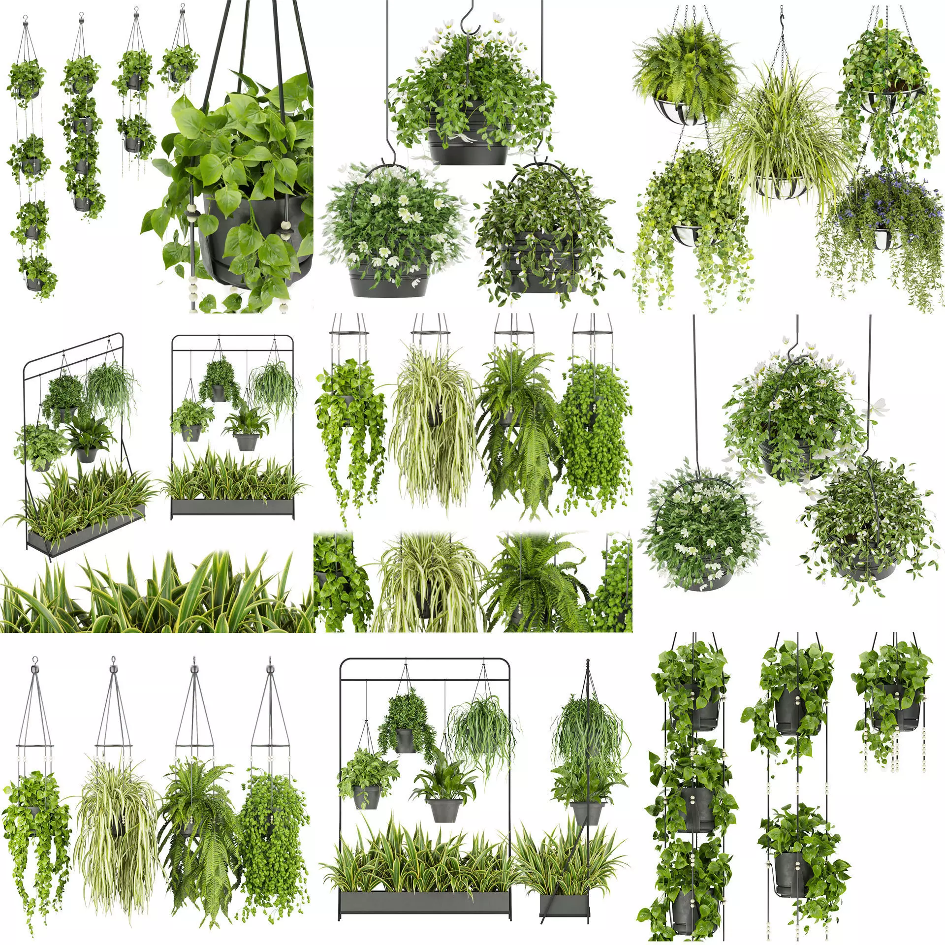 Collection plant vol 01 hanging - ampelous _1