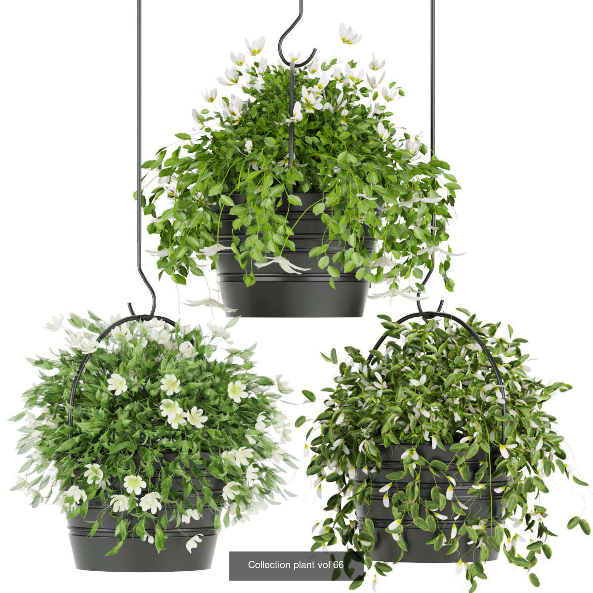 Collection plant vol 01 hanging - ampelous _2