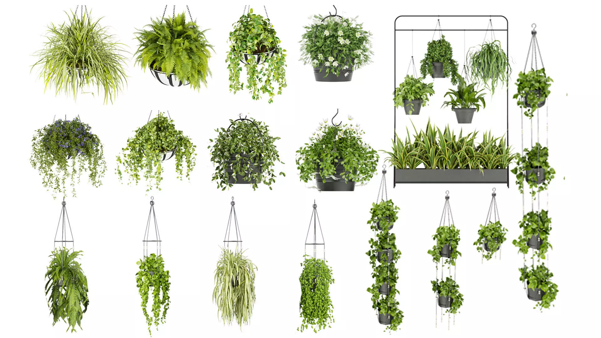 Collection plant vol 01 hanging - ampelous _0