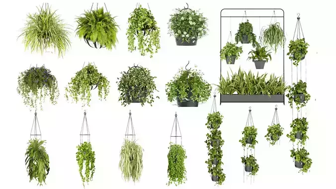 Collection plant vol 01 hanging - ampelous 