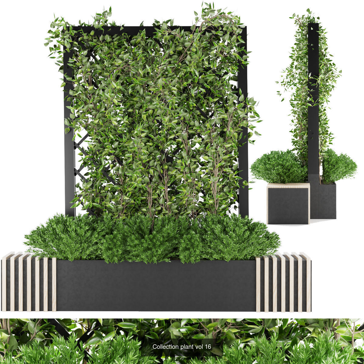 Collection plant vol 02 - fitowall - ertical  _4