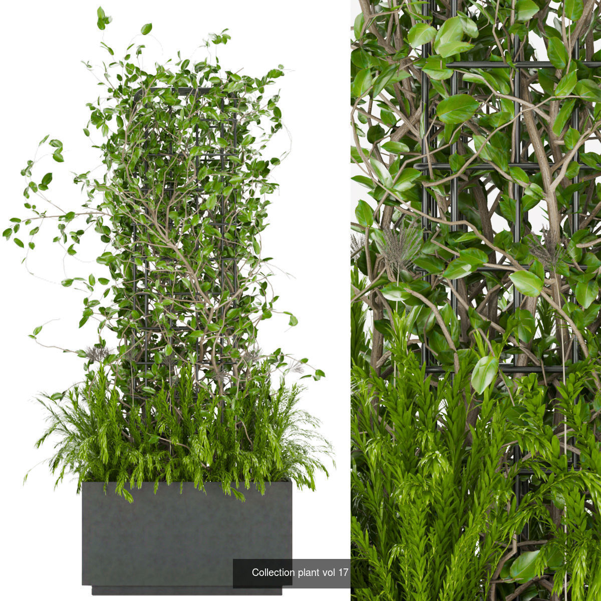 Collection plant vol 02 - fitowall - ertical  _5