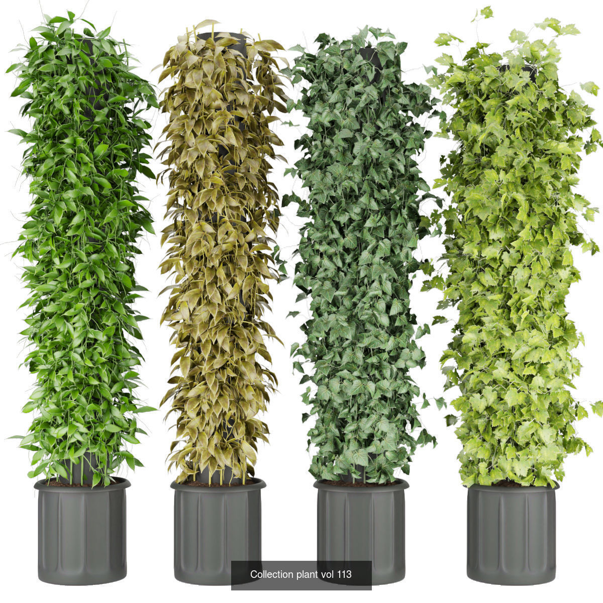 Collection plant vol 02 - fitowall - ertical  _18