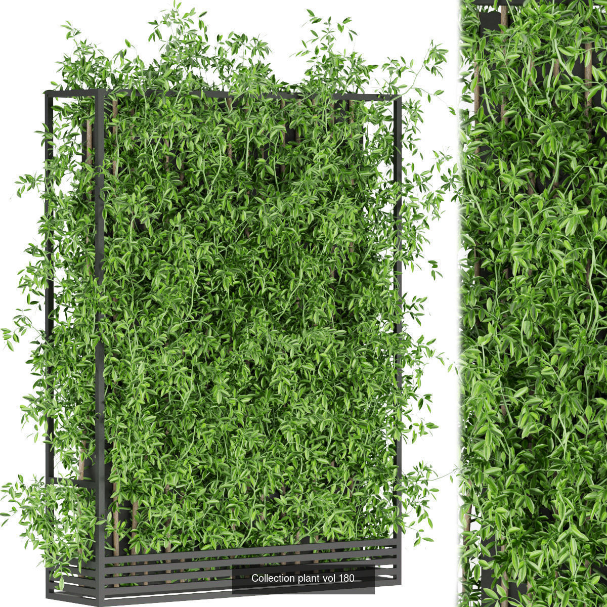 Collection plant vol 02 - fitowall - ertical  _22