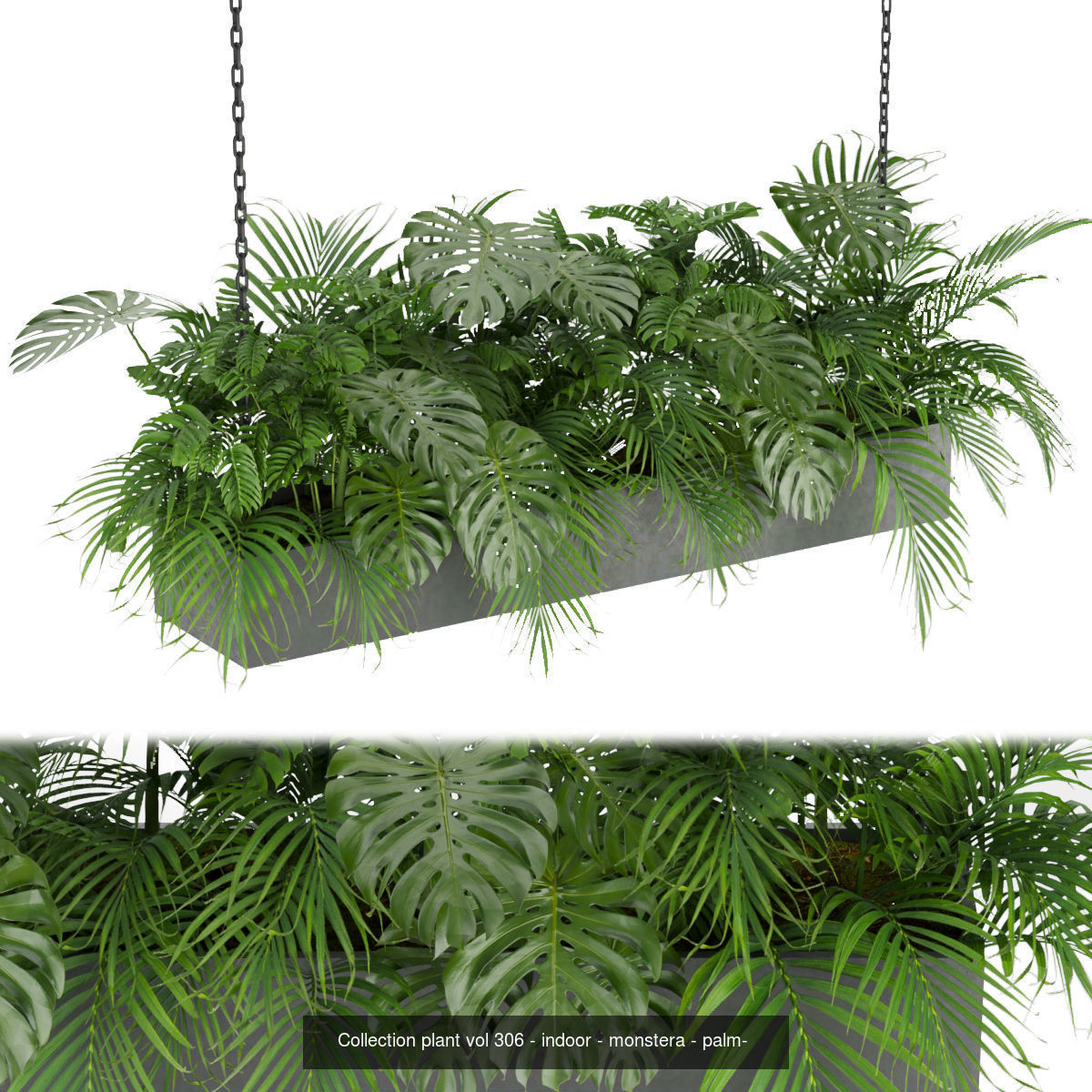 Collection plant vol 02 - pothos - hanging - ampelous _14
