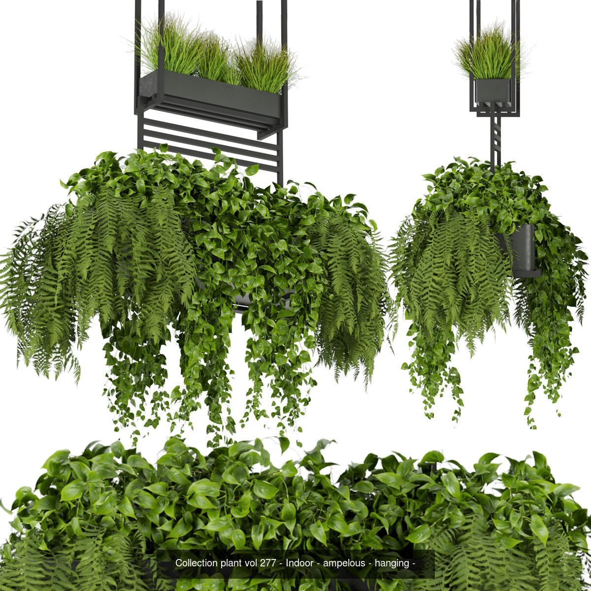 Collection plant vol 02 - pothos - hanging - ampelous _9