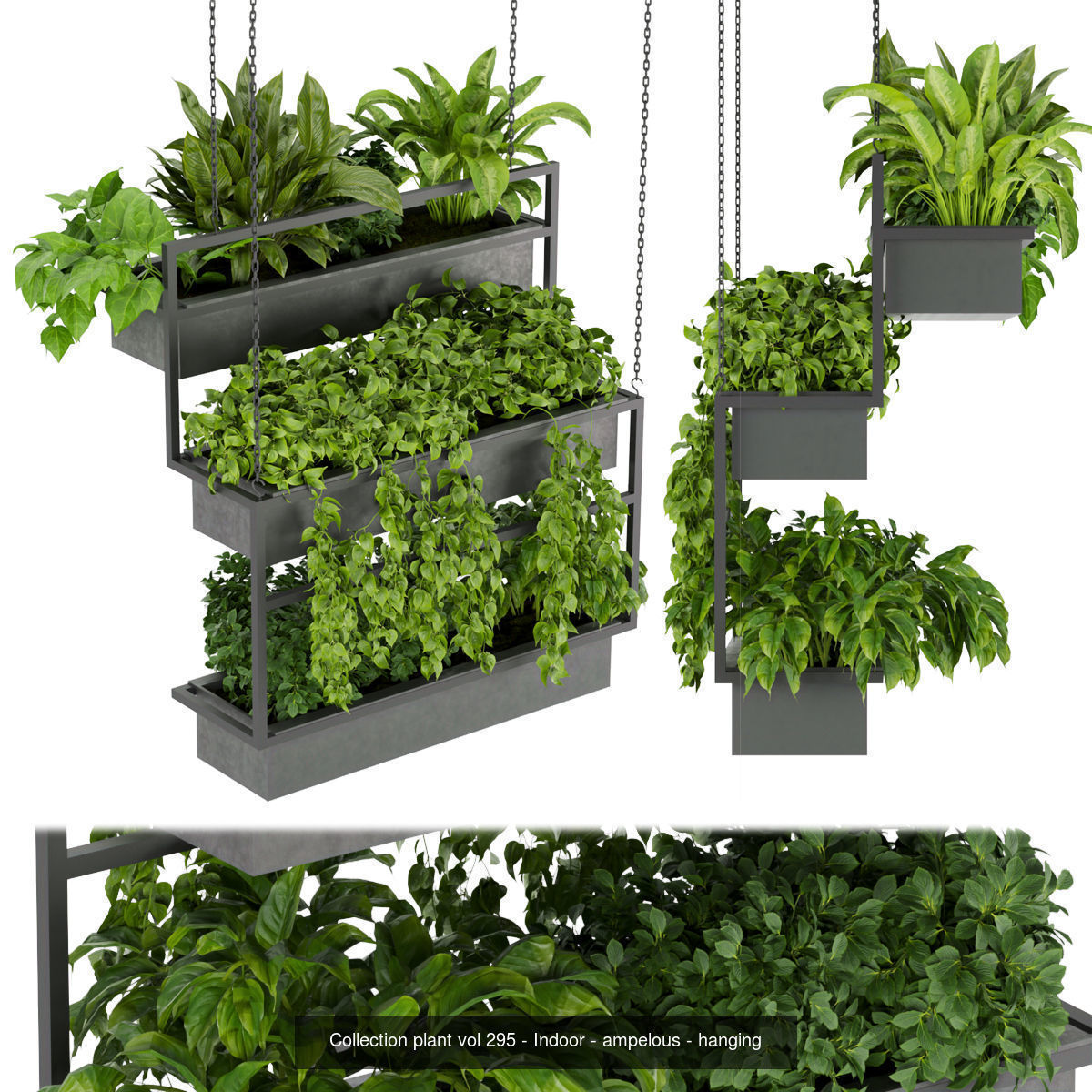 Collection plant vol 02 - pothos - hanging - ampelous _13