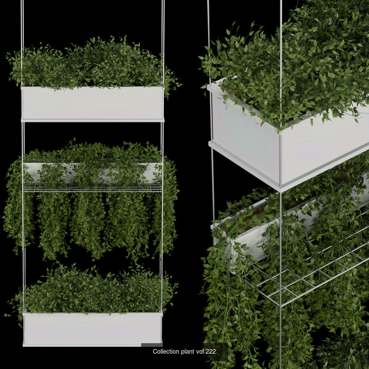 Collection plant vol 02 - pothos - hanging - ampelous _6