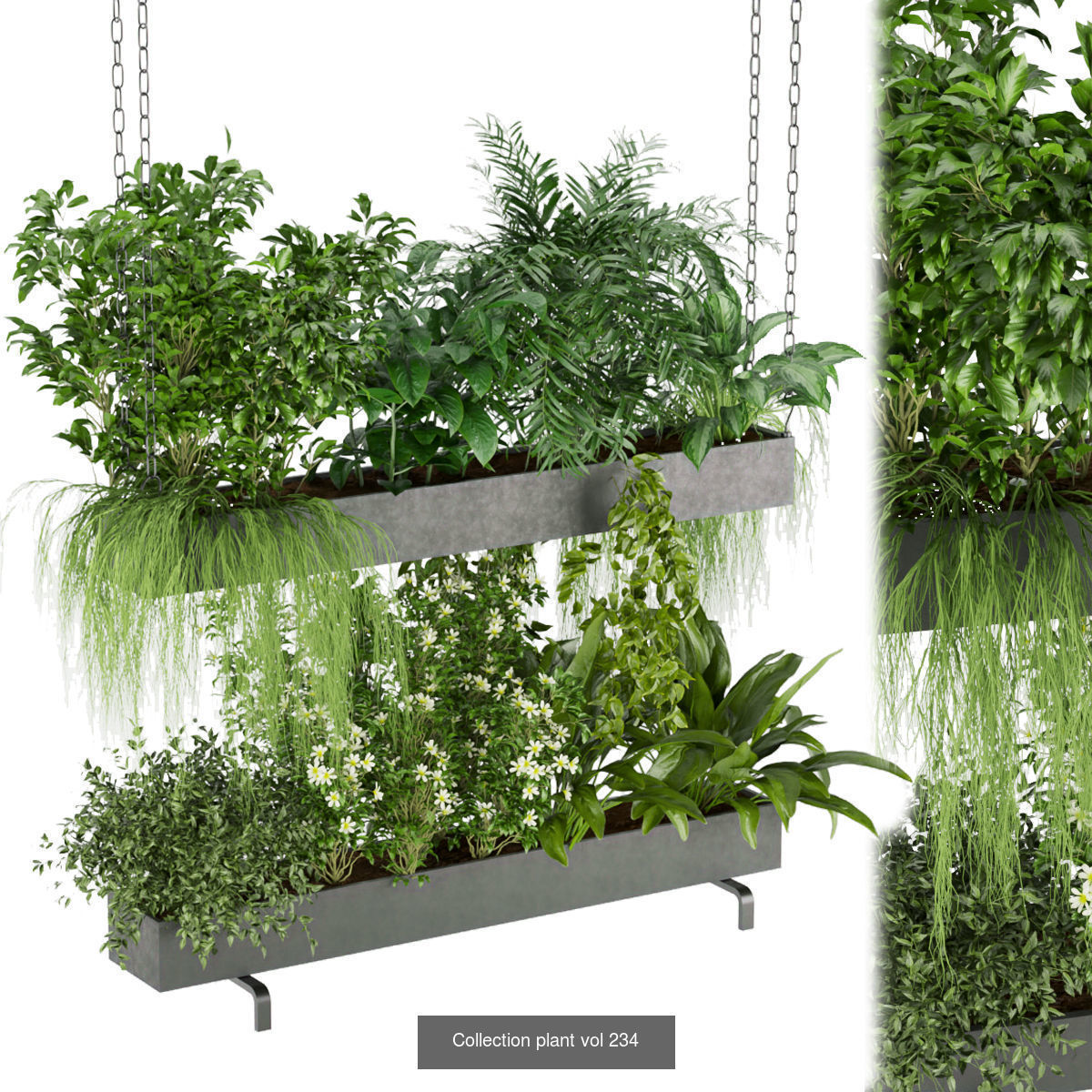 Collection plant vol 02 - pothos - hanging - ampelous _7