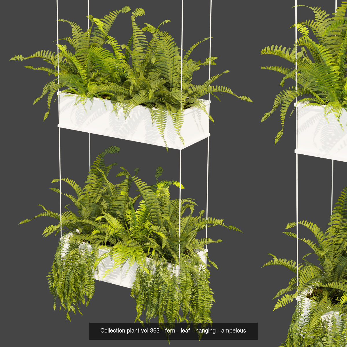 Collection plant vol 02 - pothos - hanging - ampelous _22
