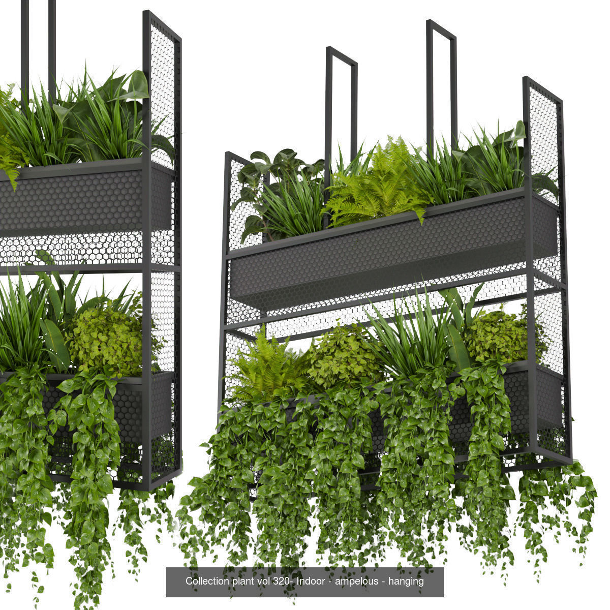 Collection plant vol 02 - pothos - hanging - ampelous _16