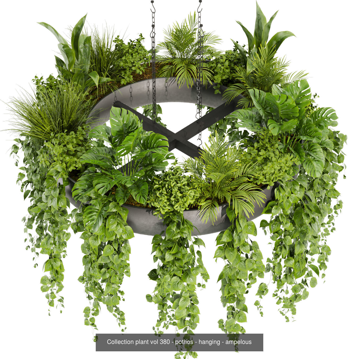 Collection plant vol 02 - pothos - hanging - ampelous _24