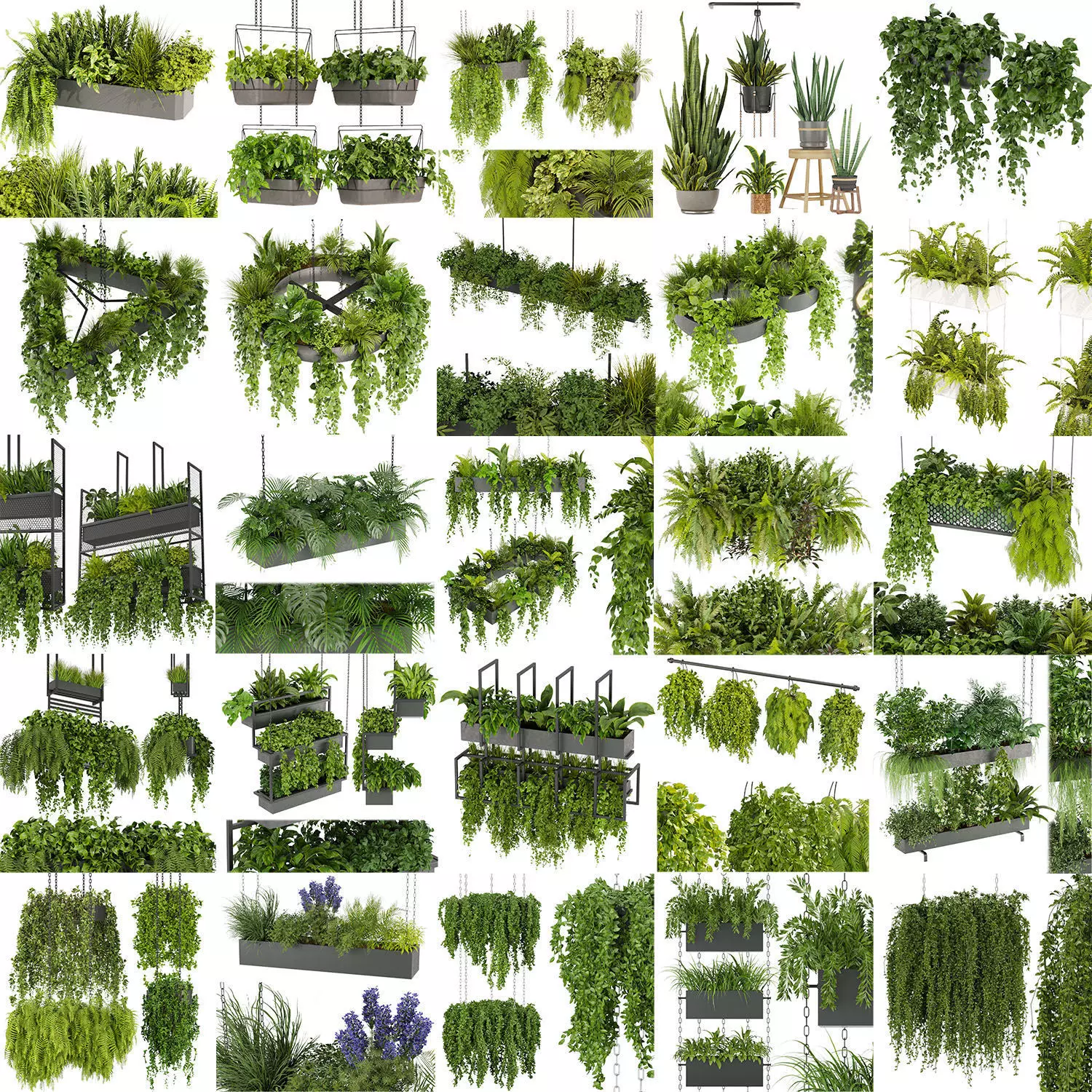 Collection plant vol 02 - pothos - hanging - ampelous _1