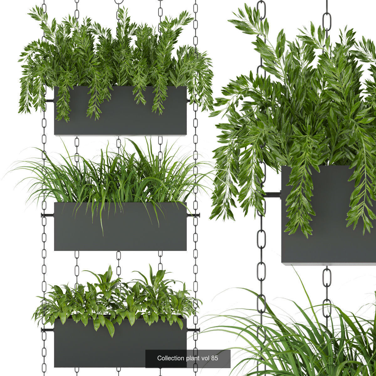 Collection plant vol 02 - pothos - hanging - ampelous _2