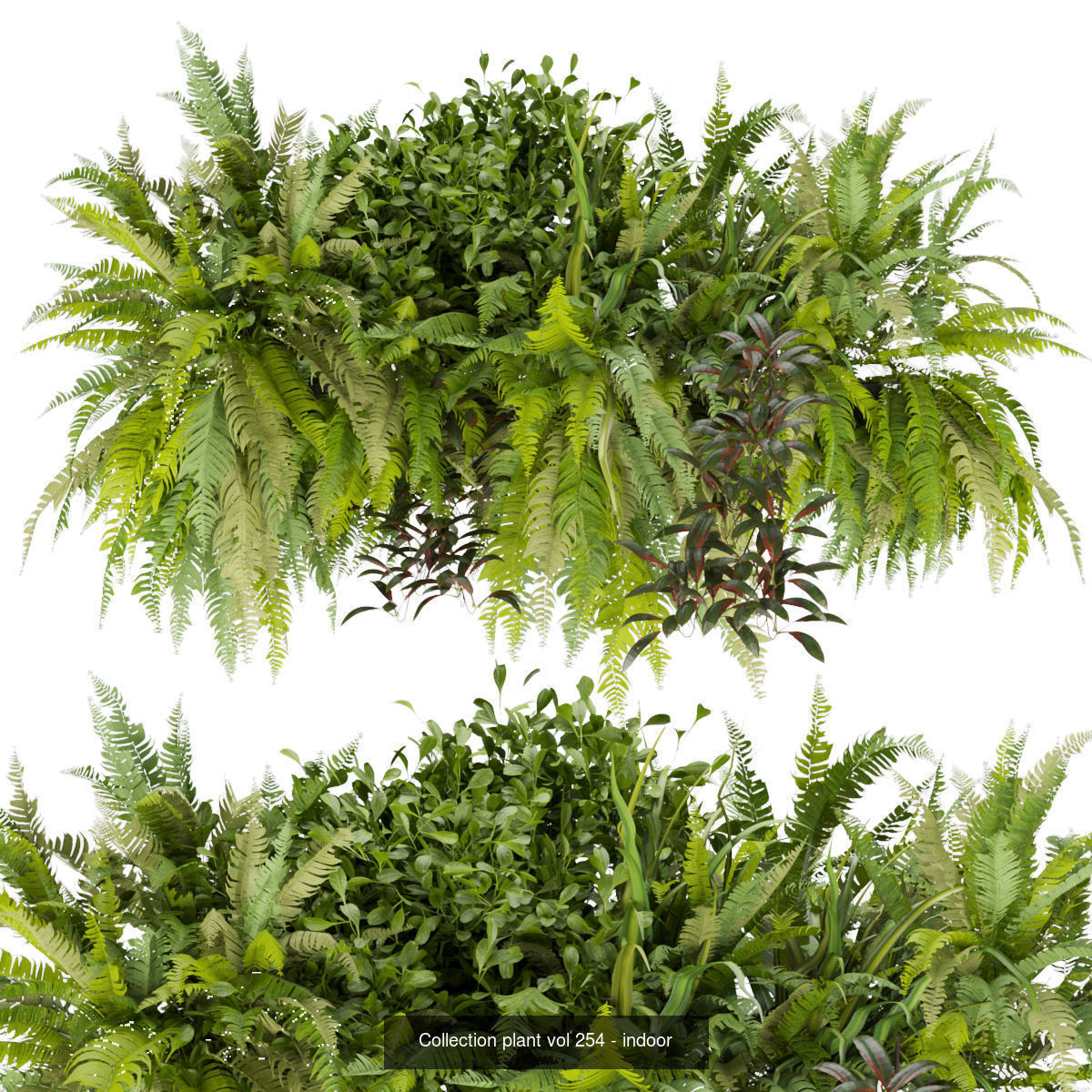 Collection plant vol 02 - pothos - hanging - ampelous _8