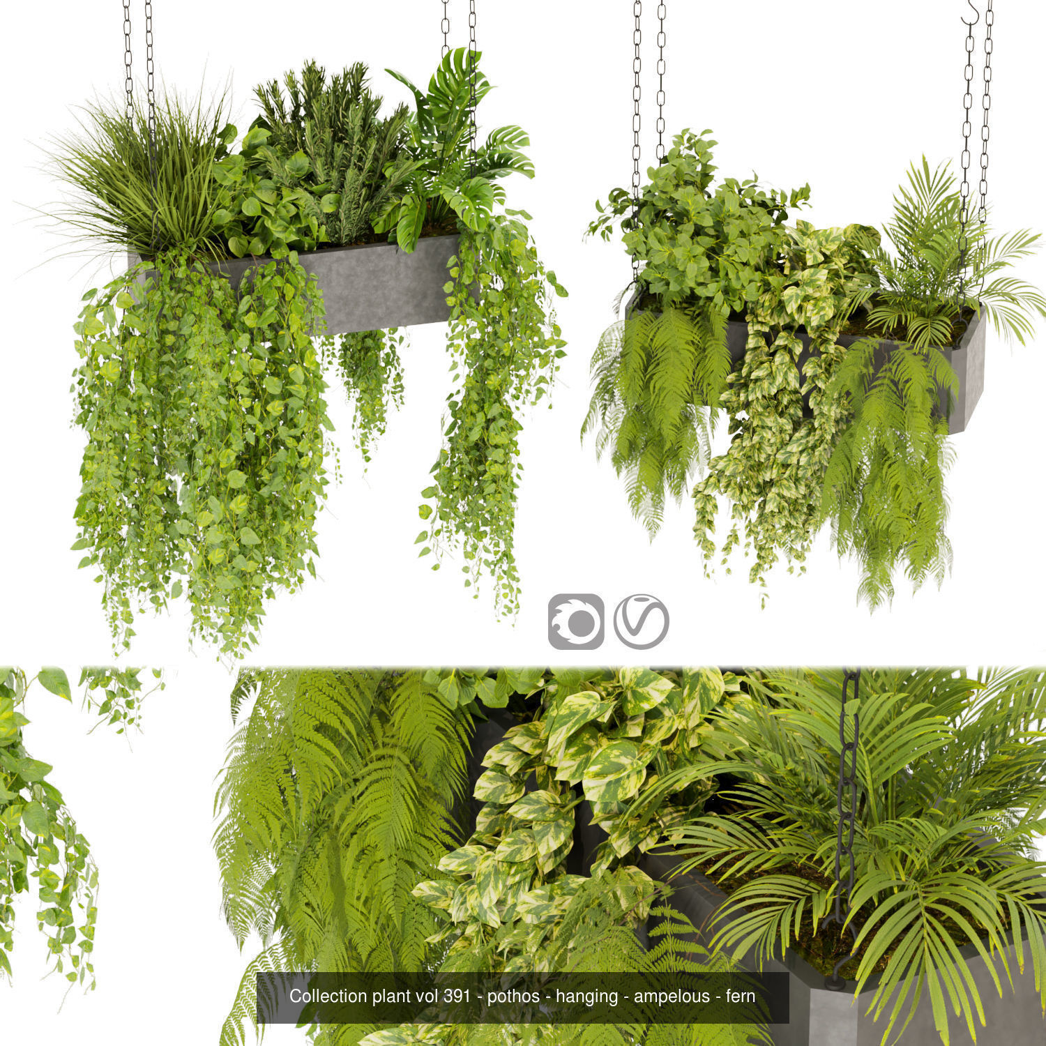 Collection plant vol 02 - pothos - hanging - ampelous _26