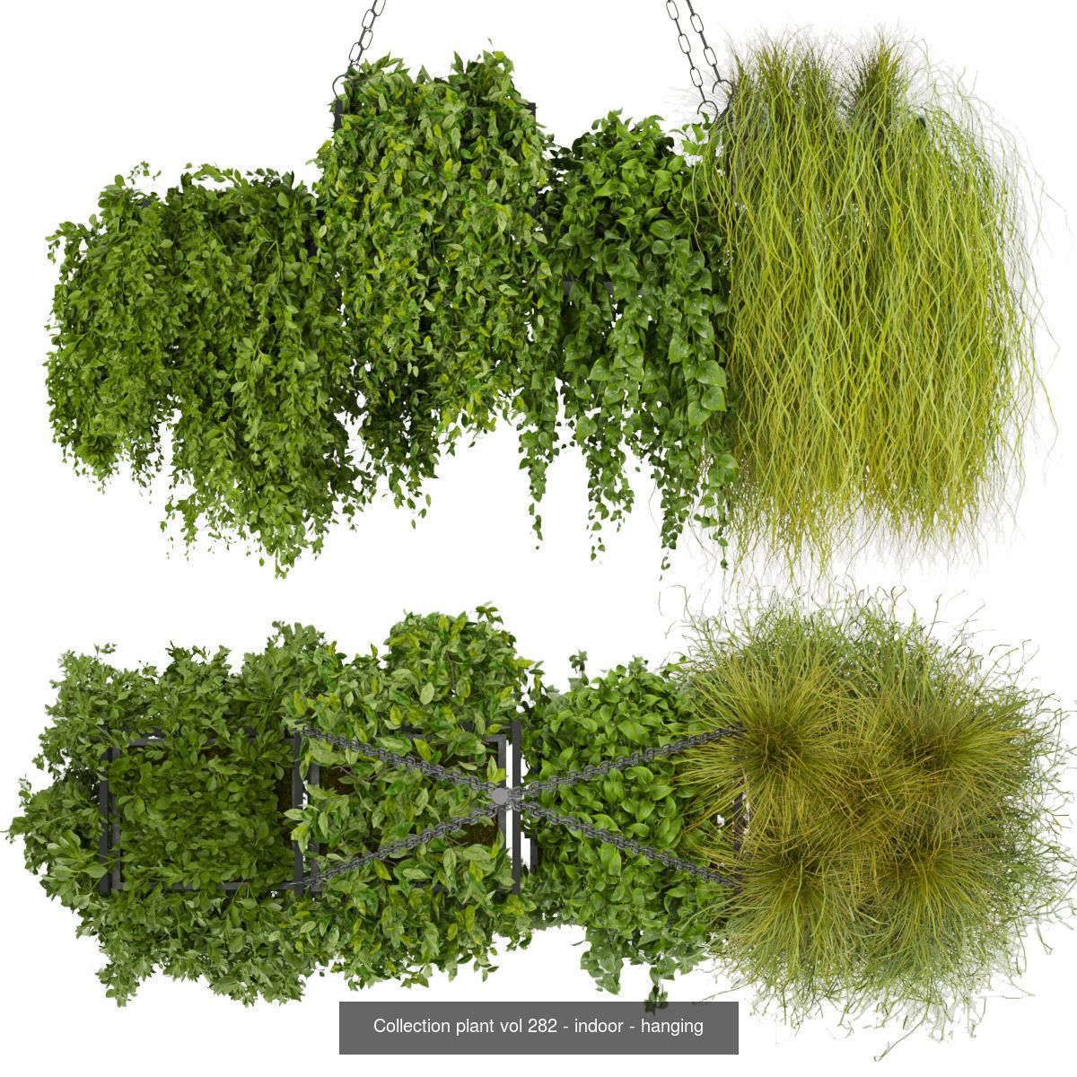 Collection plant vol 02 - pothos - hanging - ampelous _11