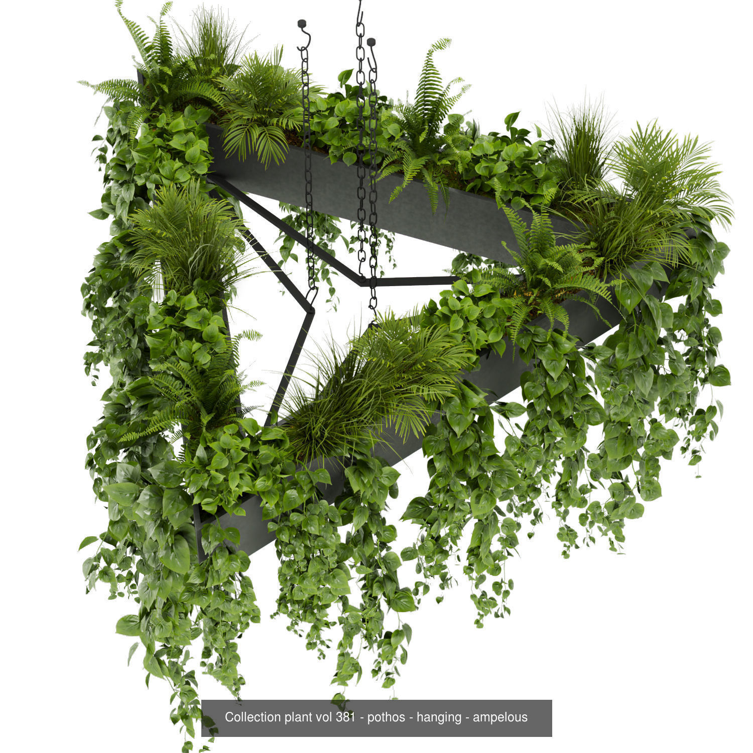 Collection plant vol 02 - pothos - hanging - ampelous _25