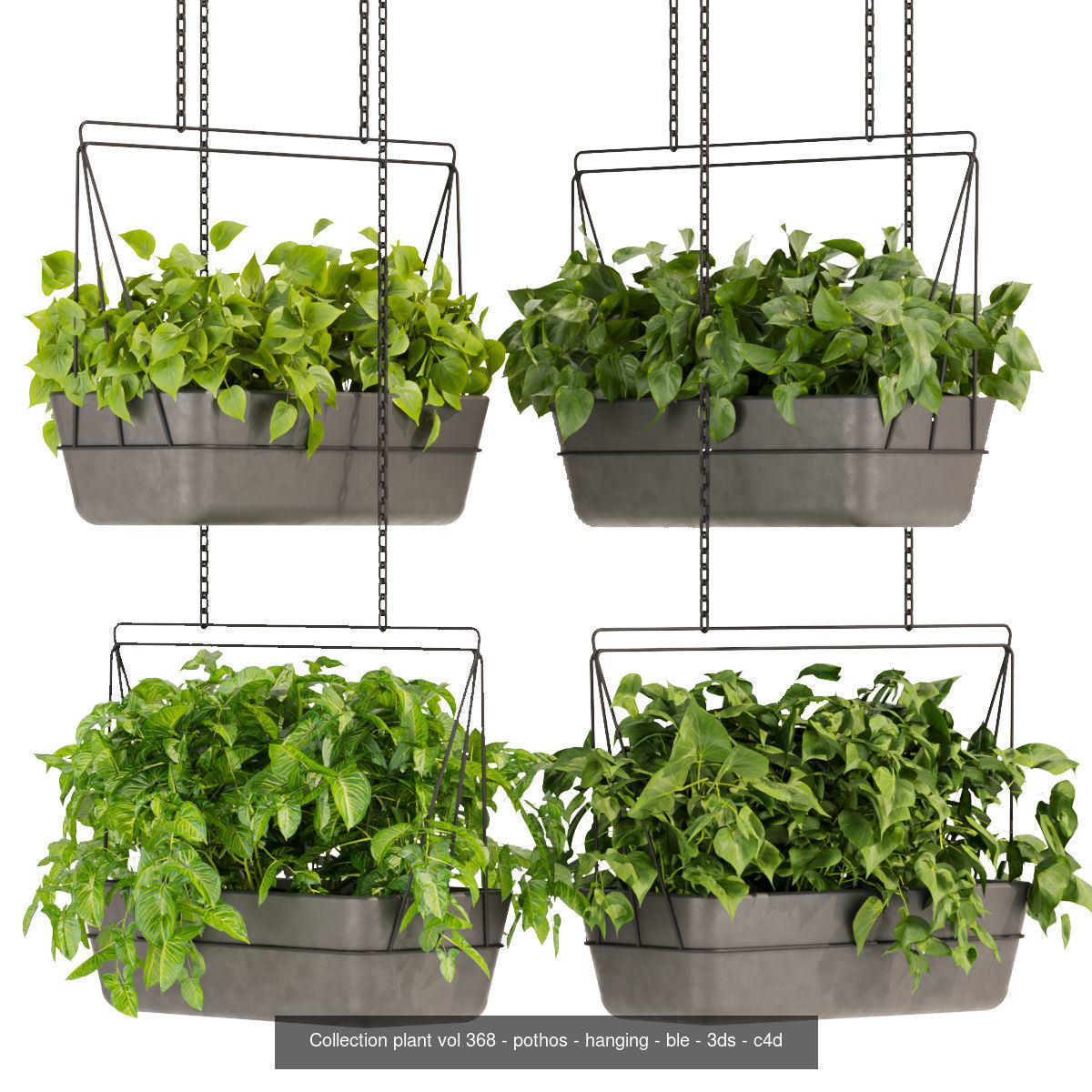 Collection plant vol 02 - pothos - hanging - ampelous _23