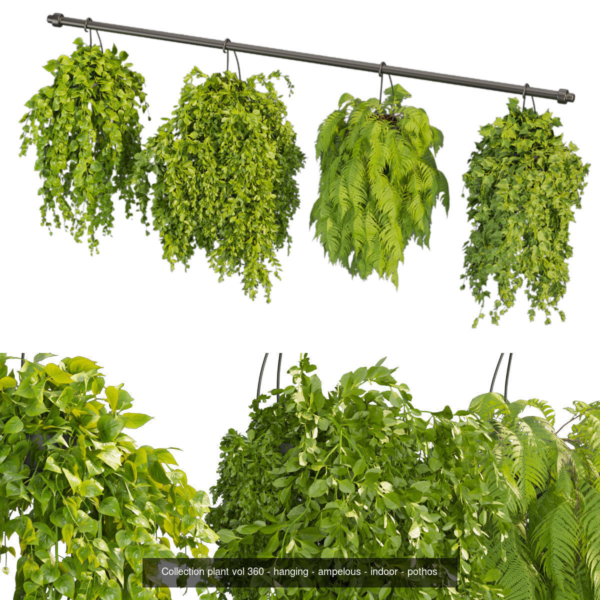 Collection plant vol 02 - pothos - hanging - ampelous _21