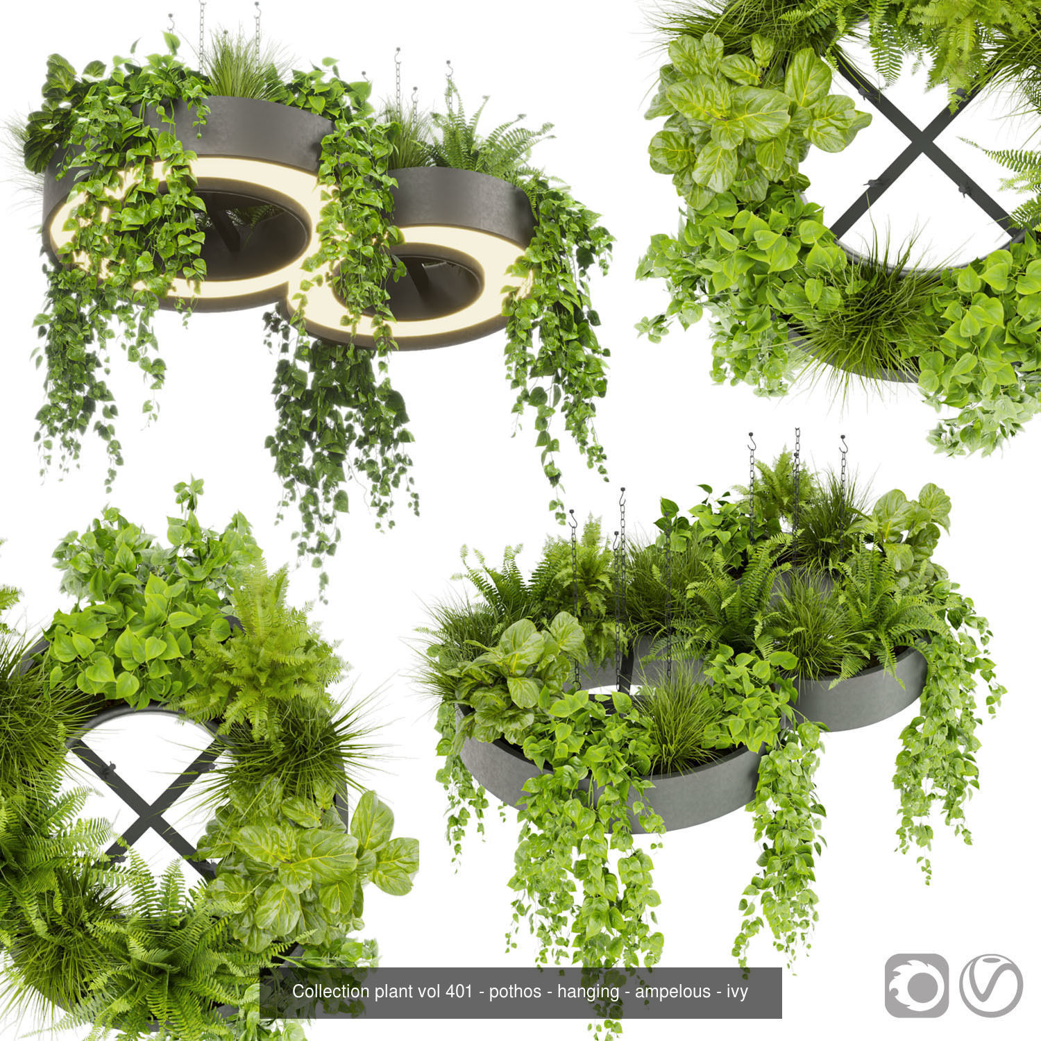 Collection plant vol 02 - pothos - hanging - ampelous _27