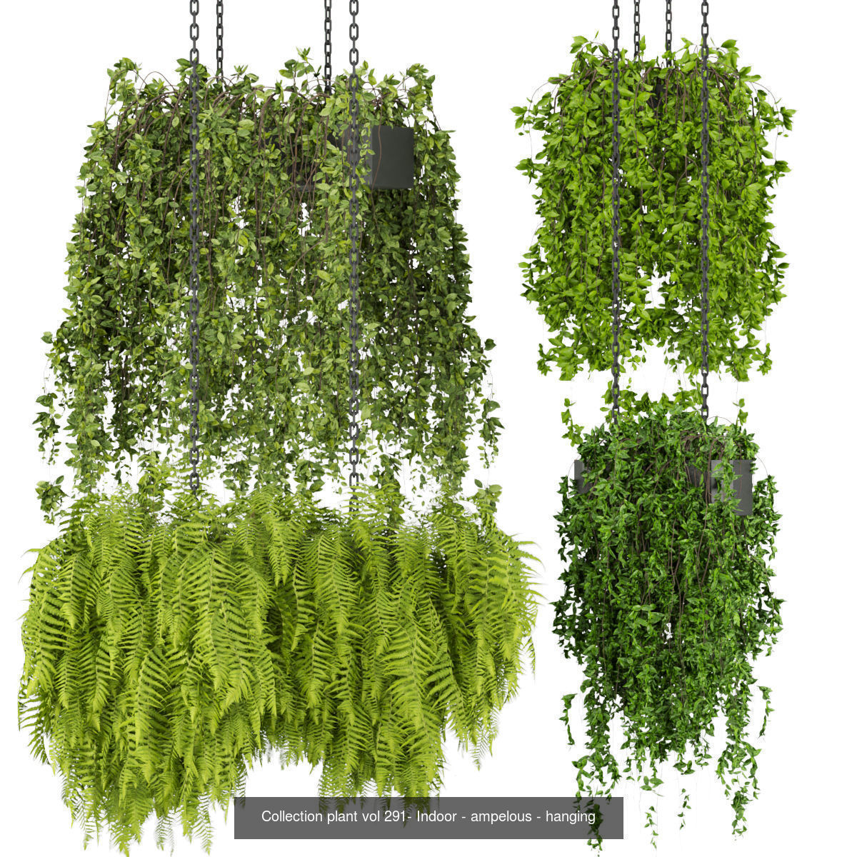 Collection plant vol 02 - pothos - hanging - ampelous _12