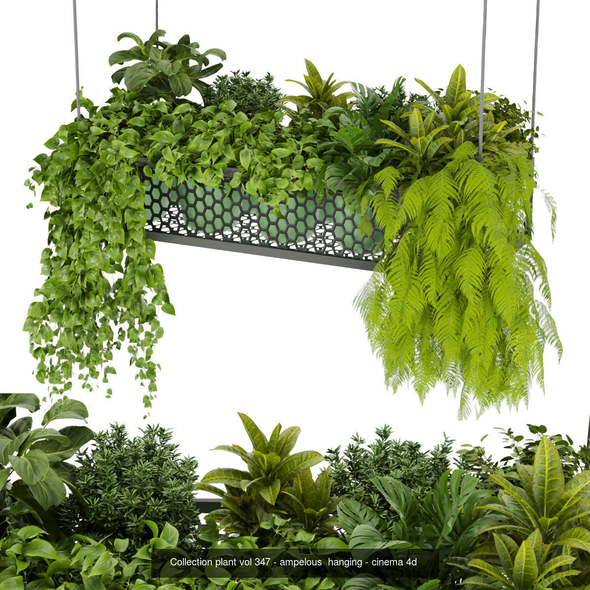 Collection plant vol 02 - pothos - hanging - ampelous _17