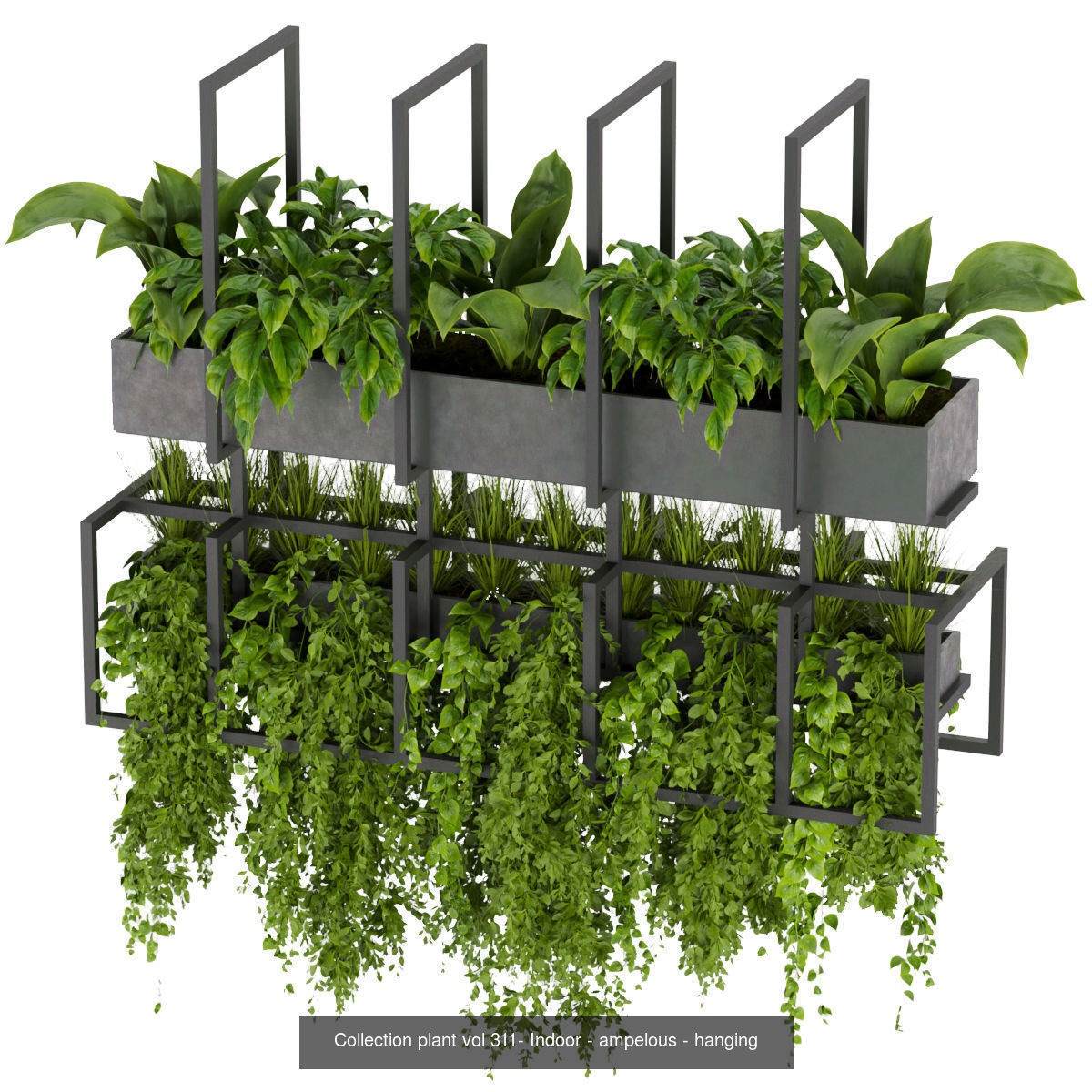 Collection plant vol 02 - pothos - hanging - ampelous _15