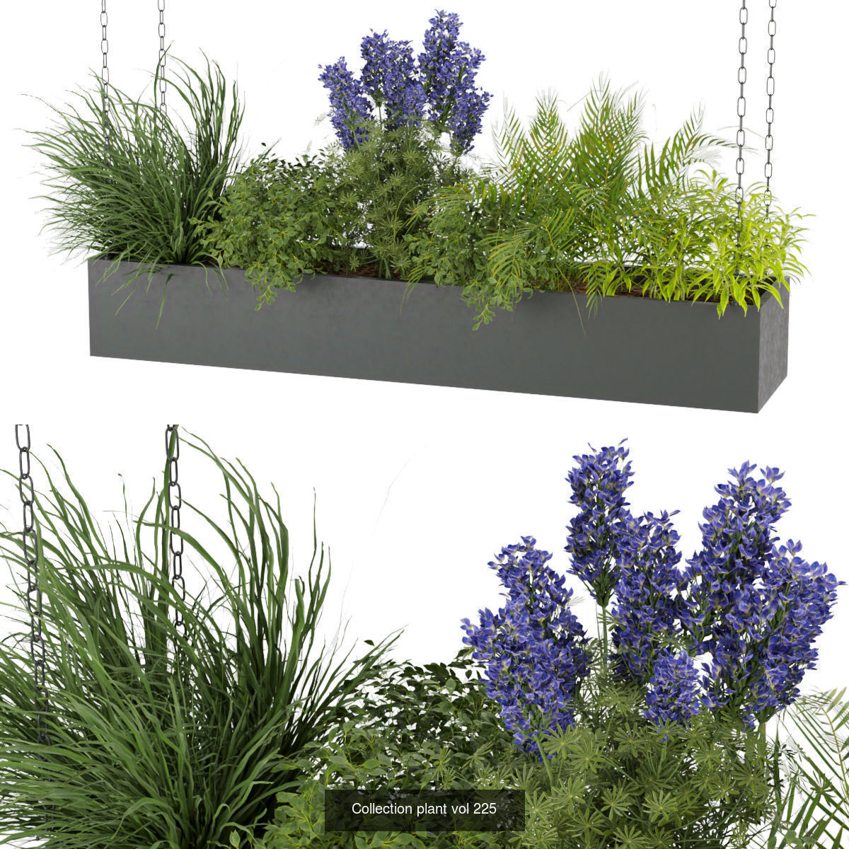 Collection plant vol 02 - pothos - hanging - ampelous _3