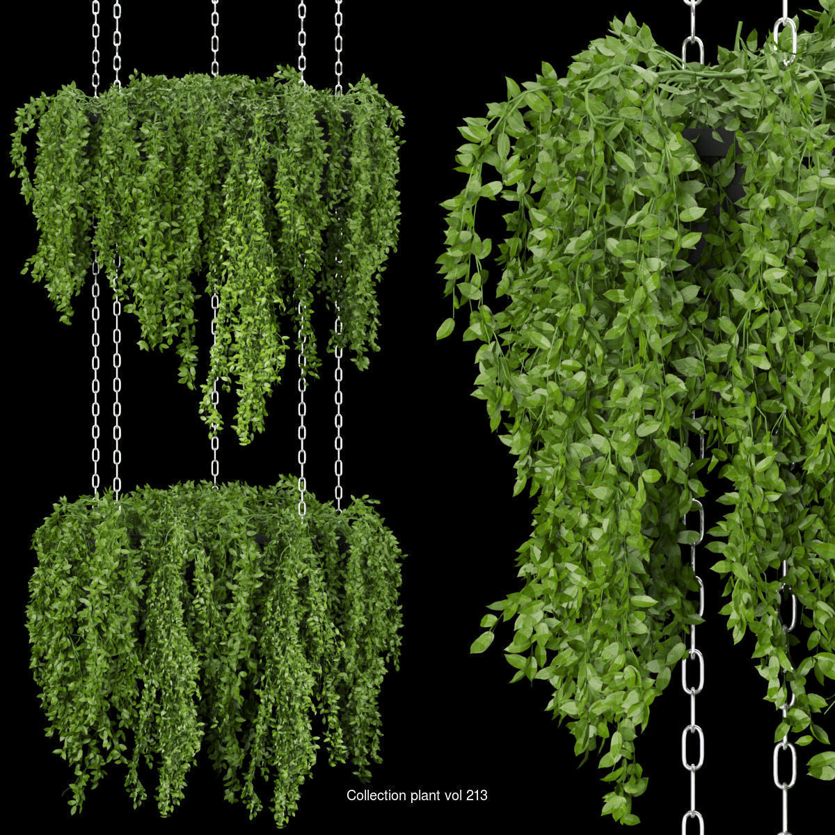 Collection plant vol 02 - pothos - hanging - ampelous _5