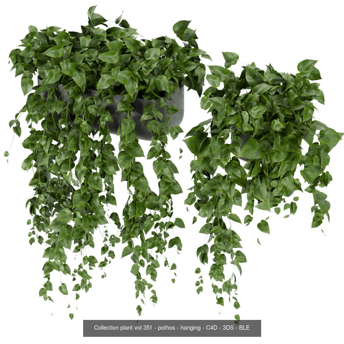 Collection plant vol 02 - pothos - hanging - ampelous _18