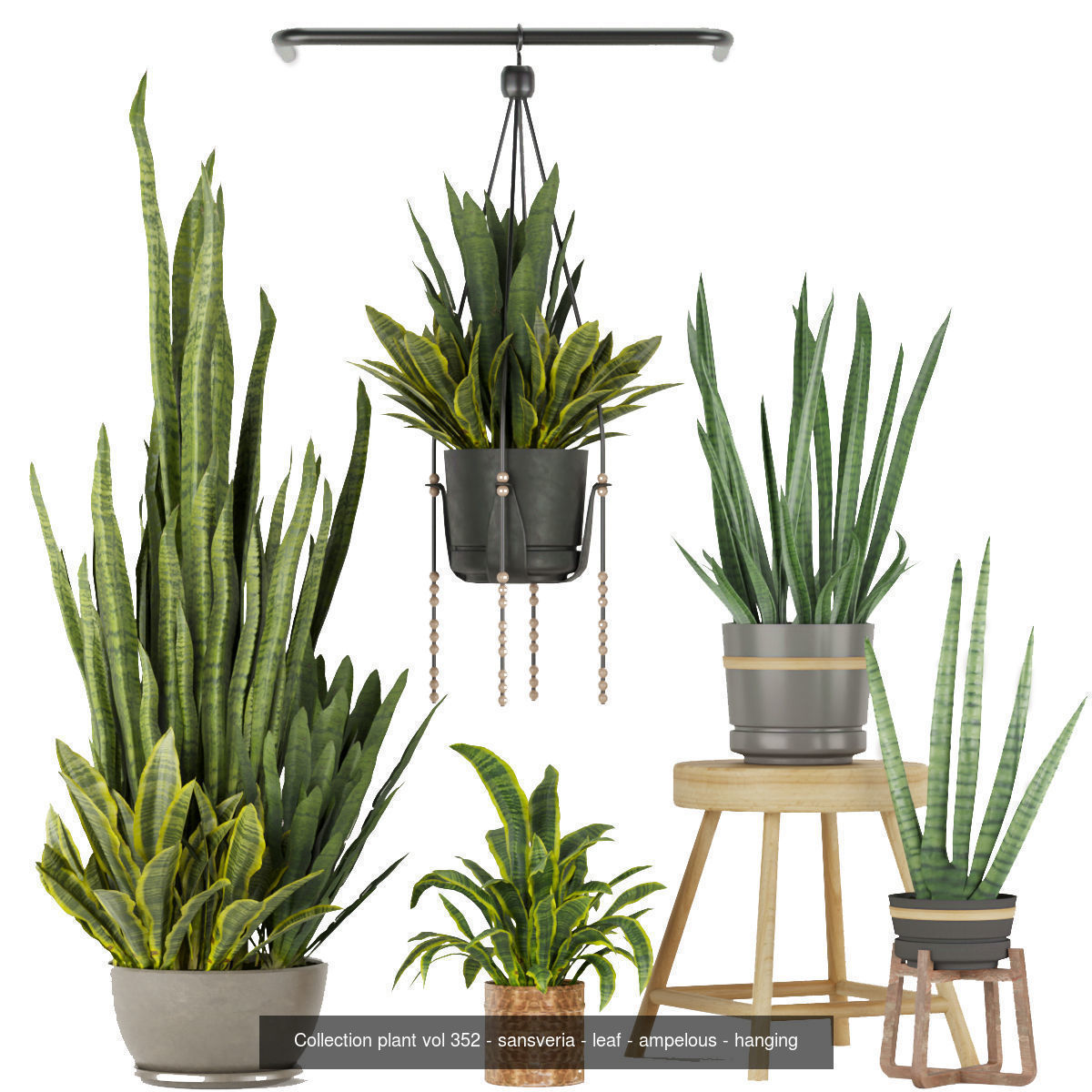 Collection plant vol 02 - pothos - hanging - ampelous _19