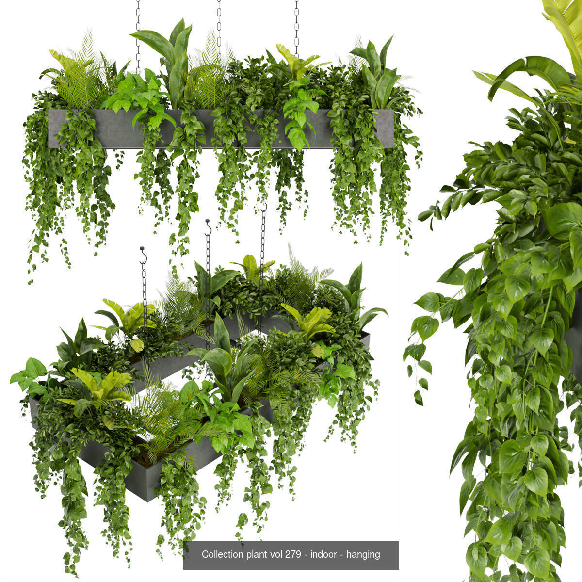 Collection plant vol 02 - pothos - hanging - ampelous _10