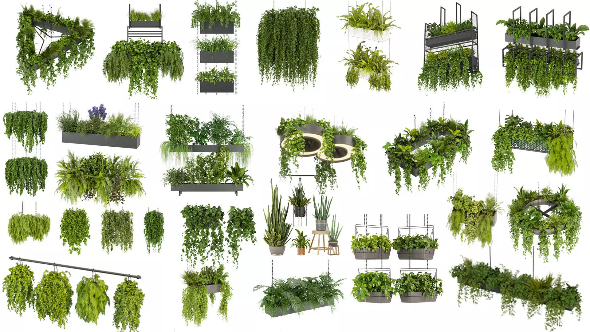 Collection plant vol 02 - pothos - hanging - ampelous _0