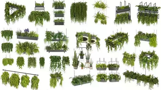 Collection plant vol 02 - pothos - hanging - ampelous 