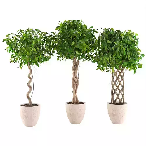 Houseplant 83 3D model