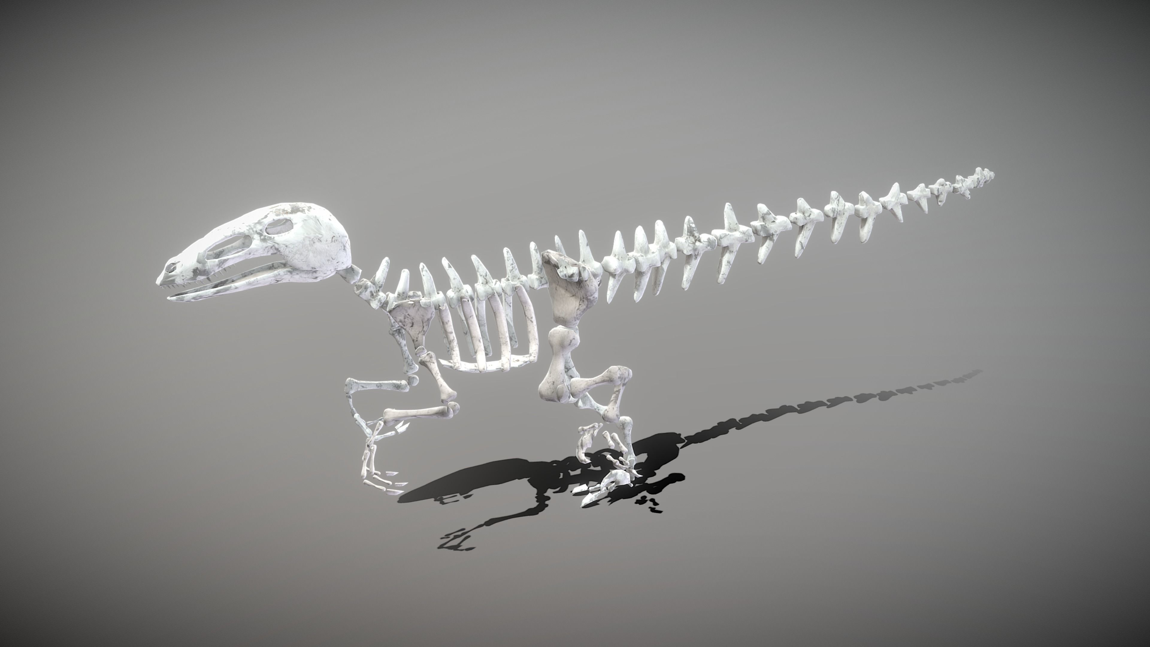 Dinosaur Skeleton Low-poly 3D model_8