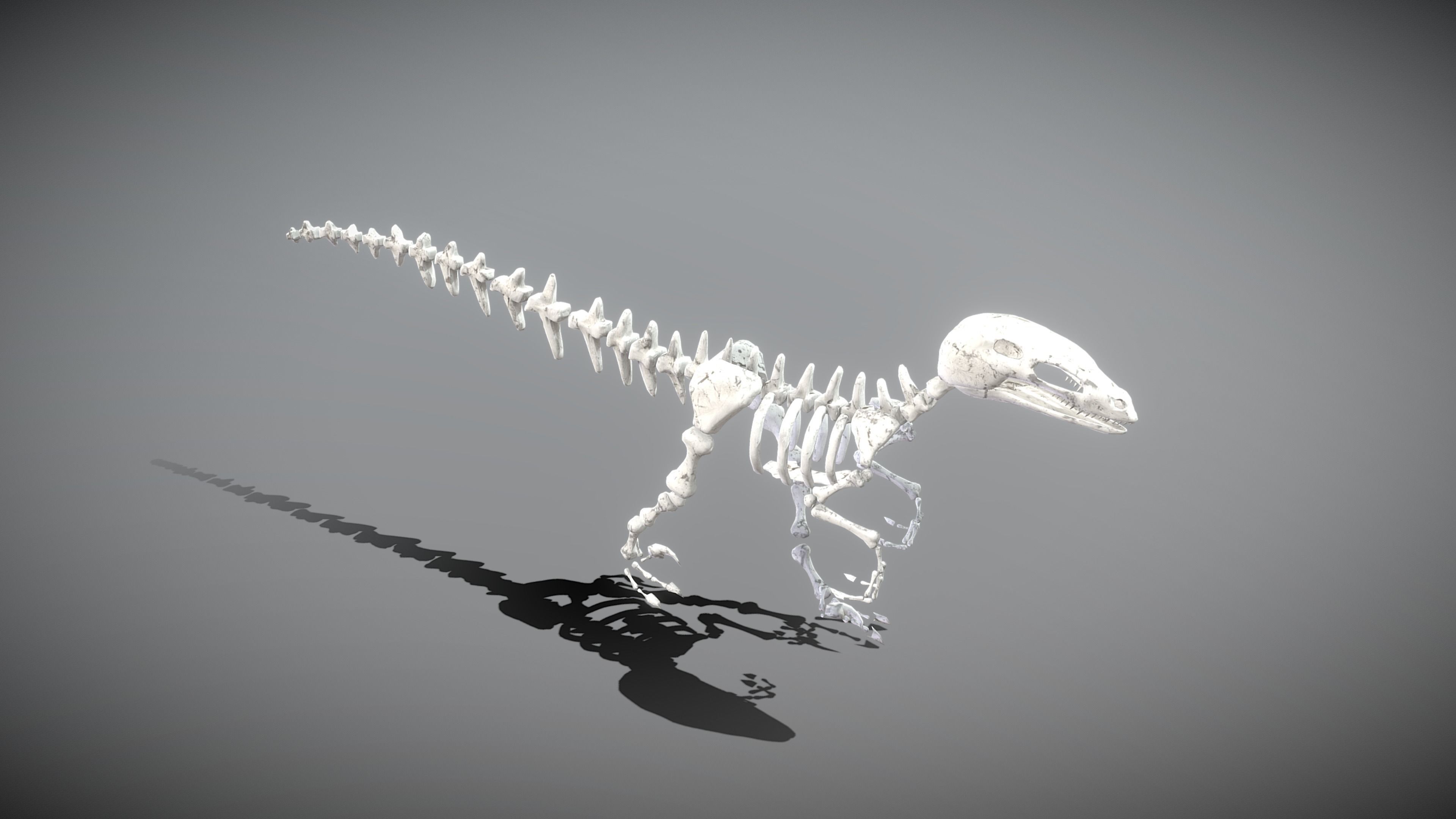 Dinosaur Skeleton Low-poly 3D model_7