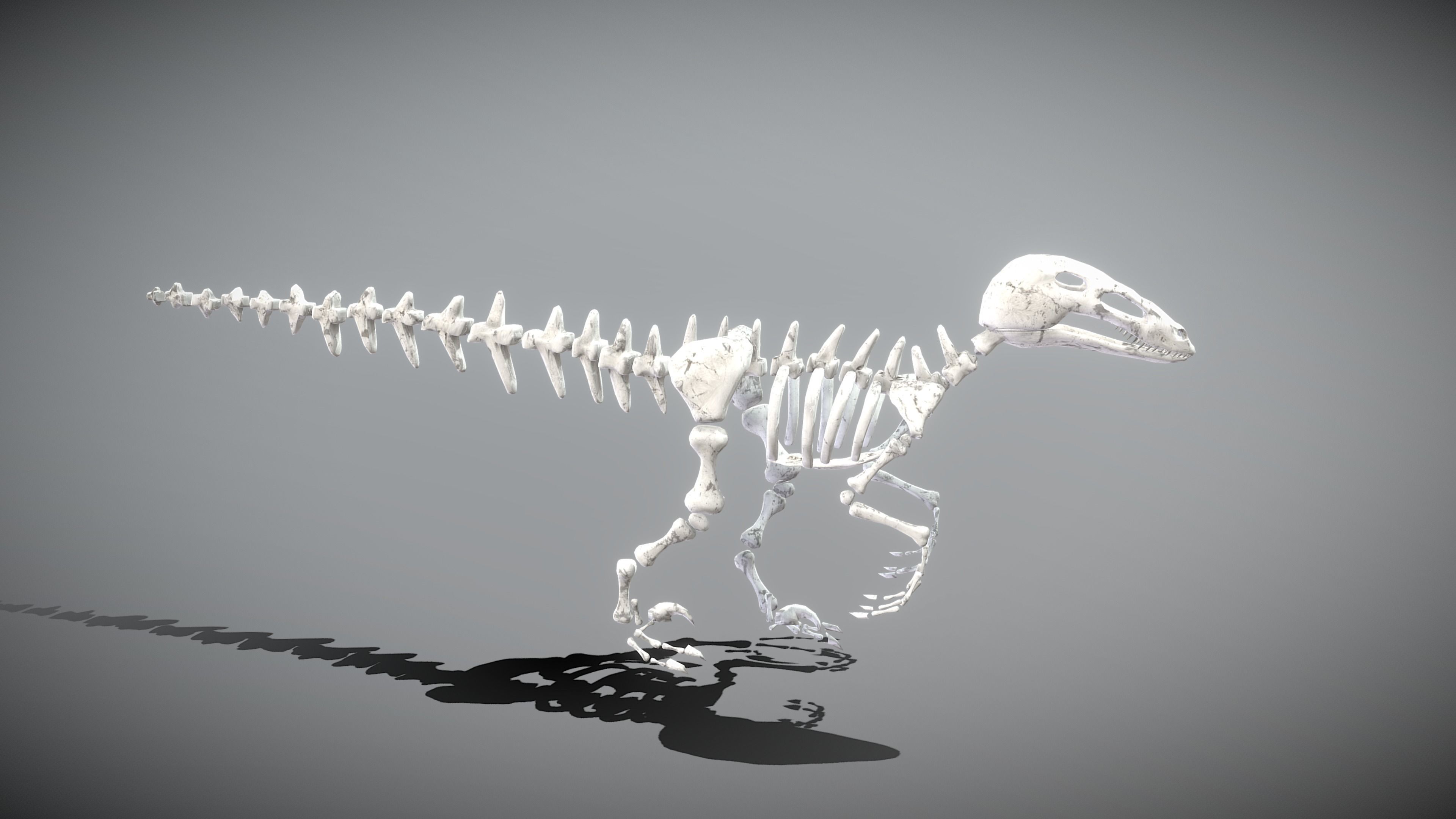 Dinosaur Skeleton Low-poly 3D model_9