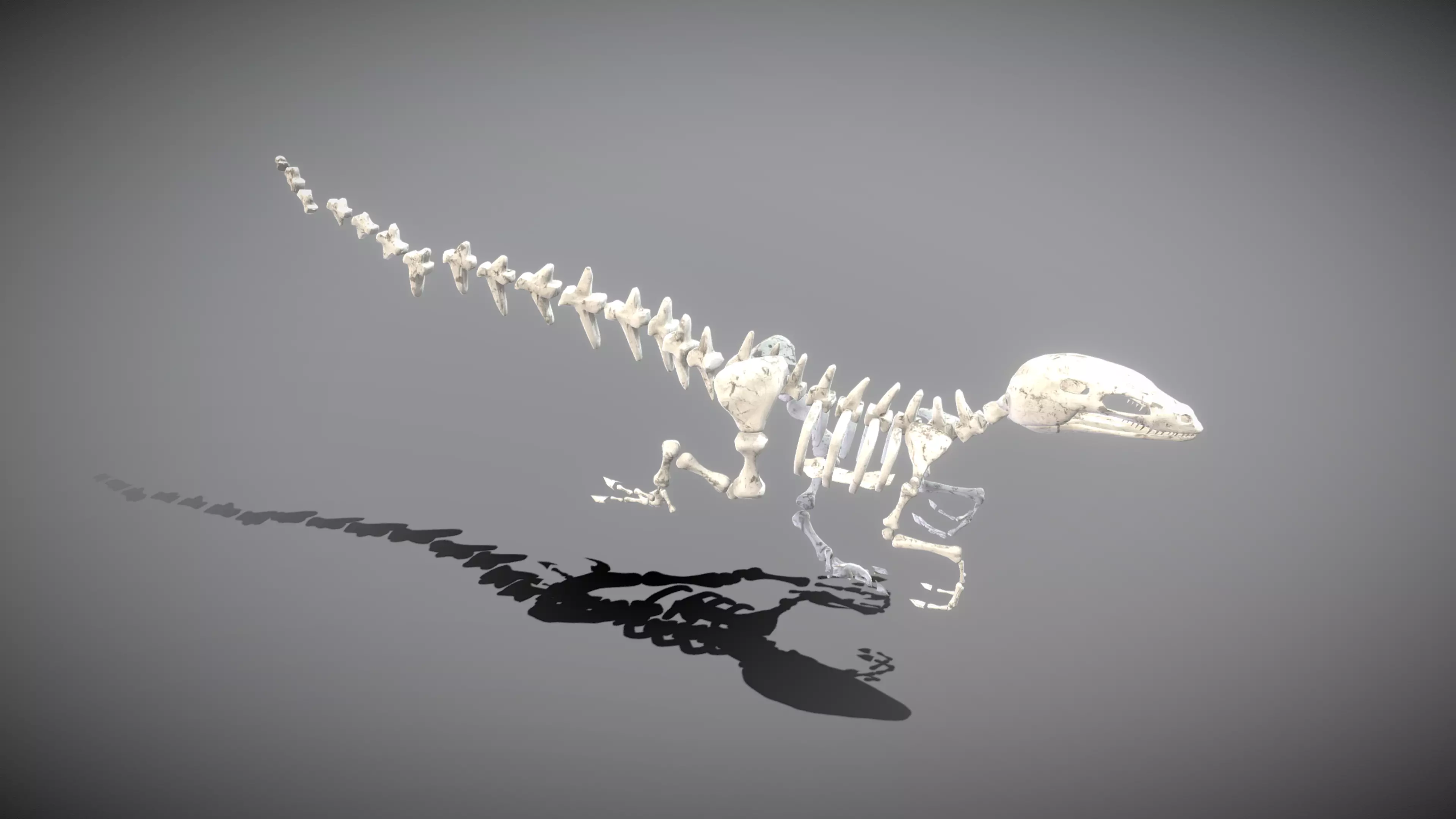 Dinosaur Skeleton Low-poly 3D model_0