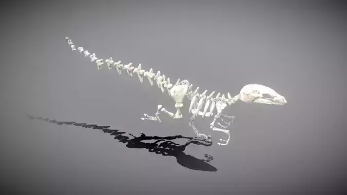 Dinosaur Skeleton Low-poly 3D model