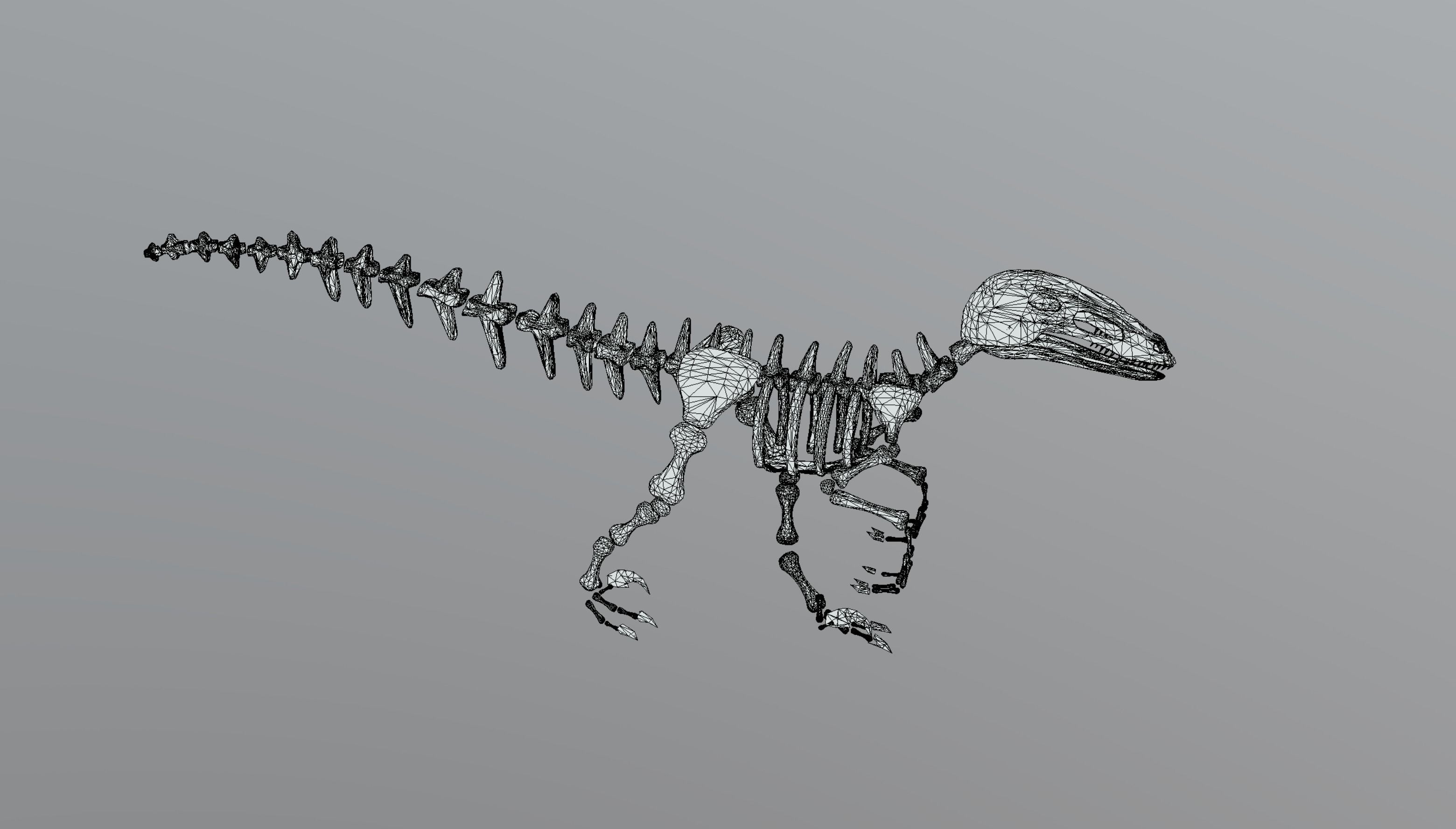Dinosaur Skeleton Low-poly 3D model_10