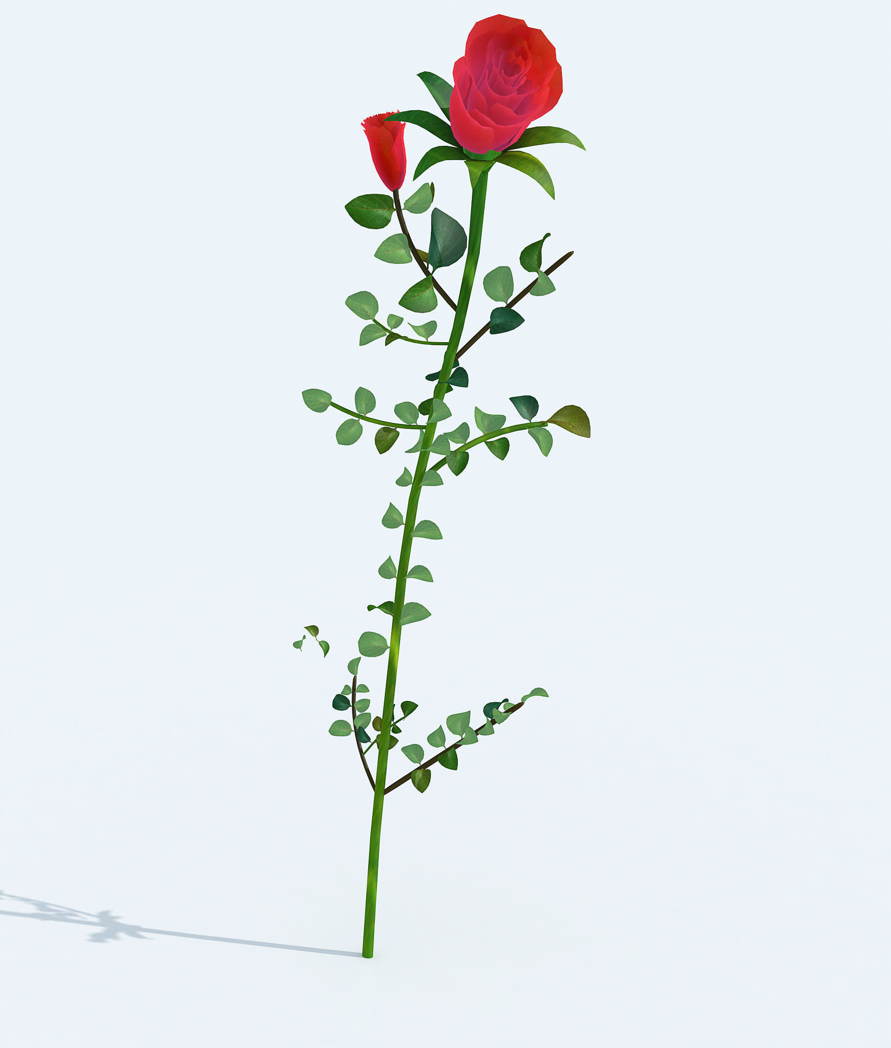 Realistic rose 3D model two roses 3D model_5