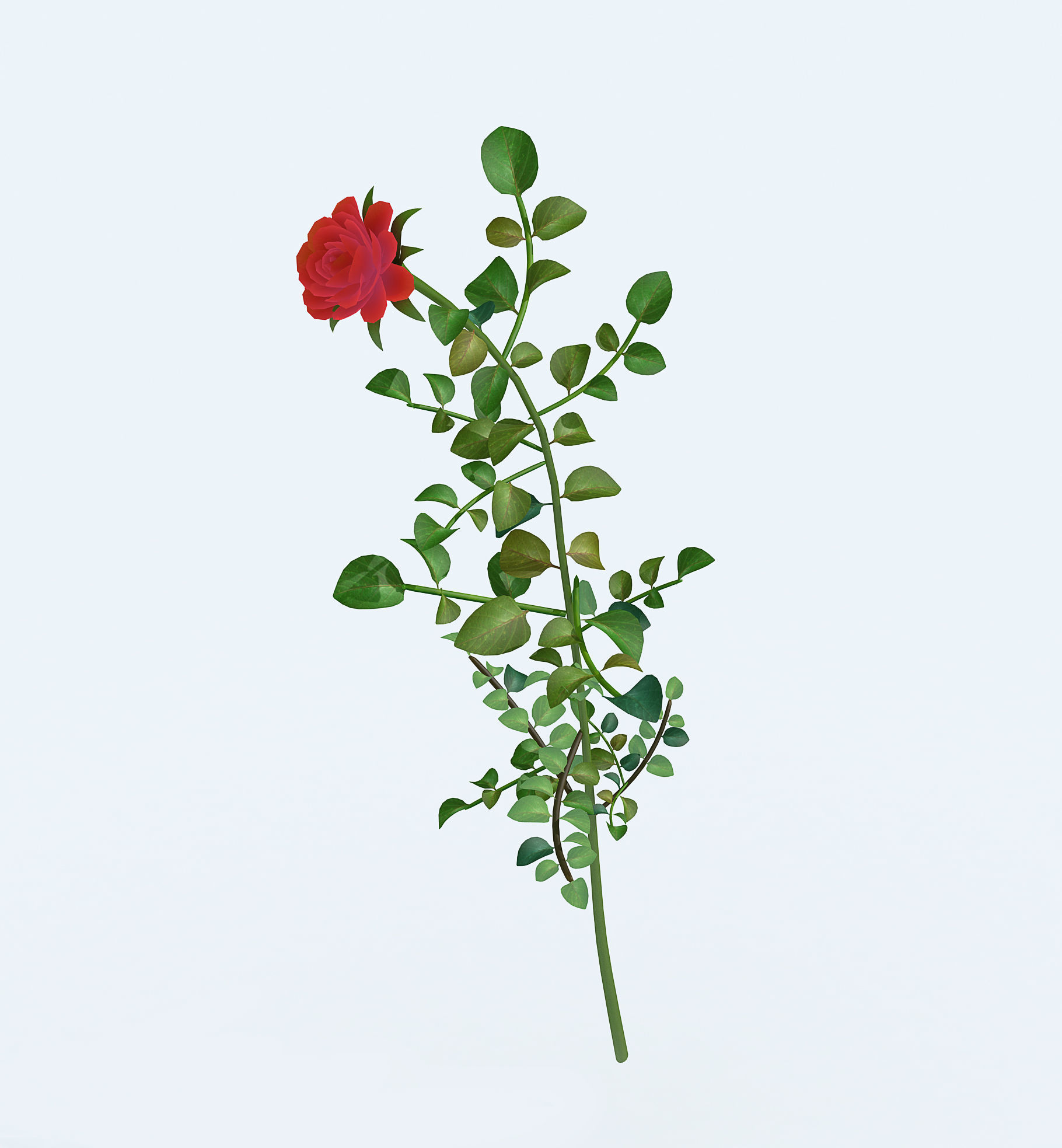 Realistic rose 3D model two roses 3D model_3